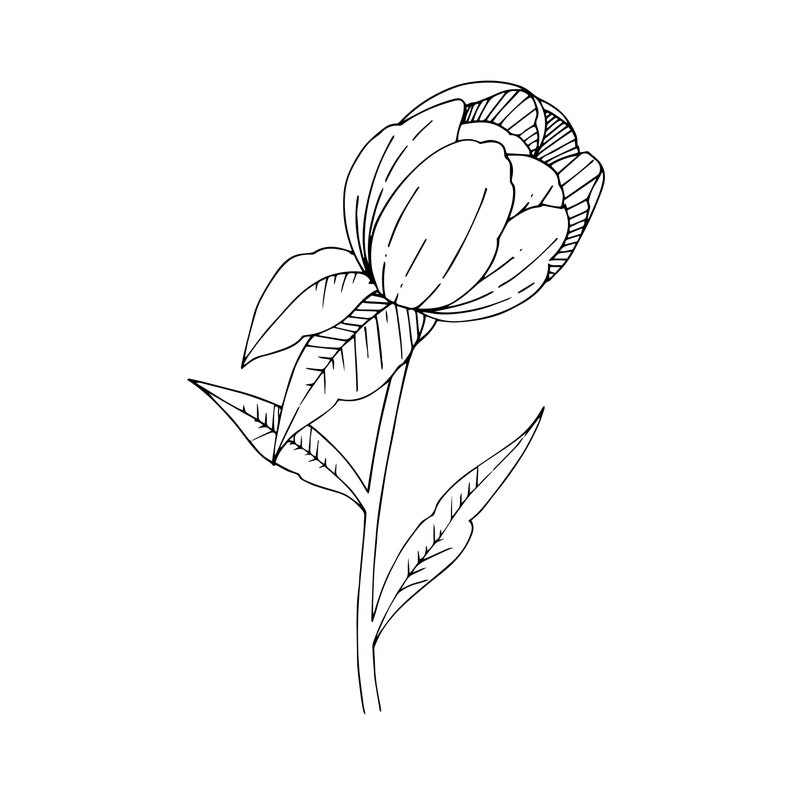 10 Peony Coloring Pages image 2