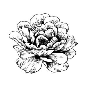 10 Peony Coloring Pages image 5