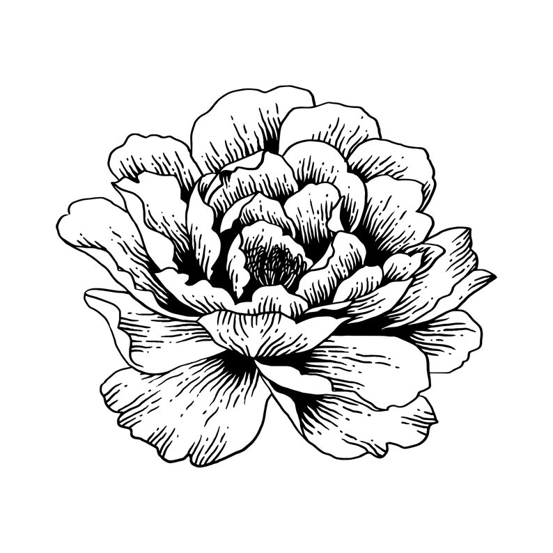 10 Peony Coloring Pages image 5