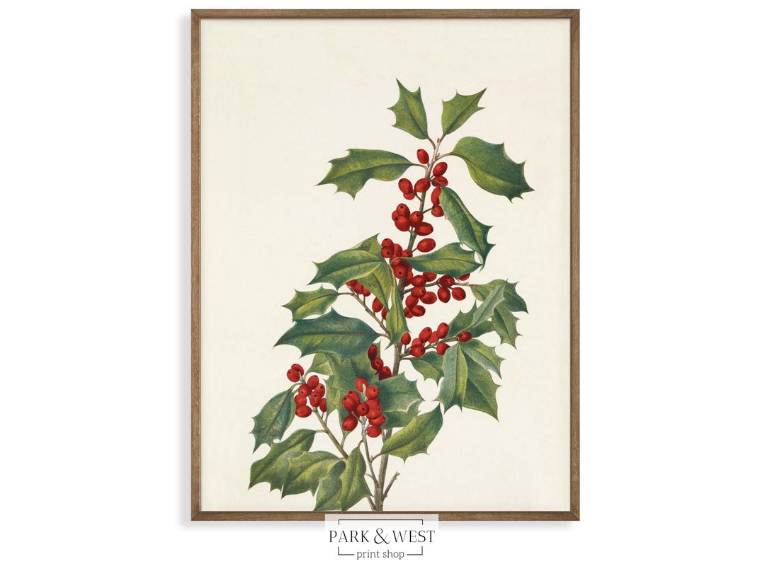 Holly Branch | Digital Printable Art | Vintage Christmas Botanical Book ...
