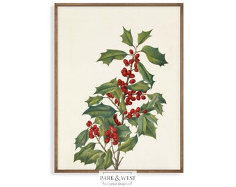 May include: A vintage botanical illustration of a holly branch with red berries and green leaves. The illustration is framed in a brown wood frame.