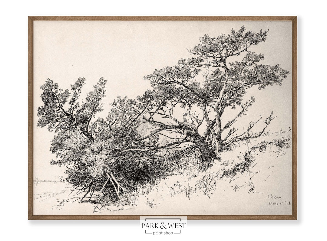 Cedars Sketch Digital Printable Art Vintage Landscape Tree - Etsy