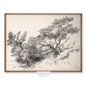 Cedars Sketch | Digital Printable Art | Vintage Landscape Tree Drawing Sketch