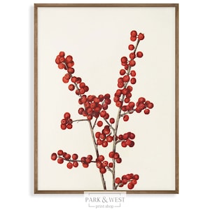 Winterberries | Digital Printable Art | Vintage Winter Botanical Book Illustration | Christmas Art Print