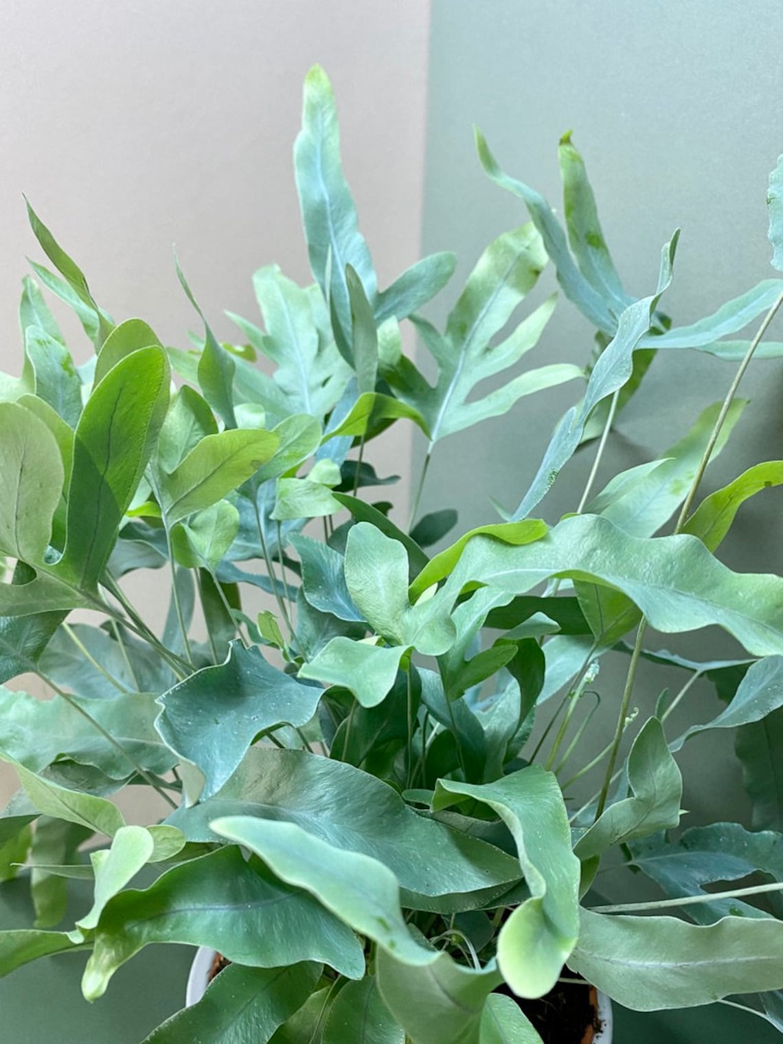 House Indoor Plant Phlebodium Blue Star Fern in 14cm Pot Etsy