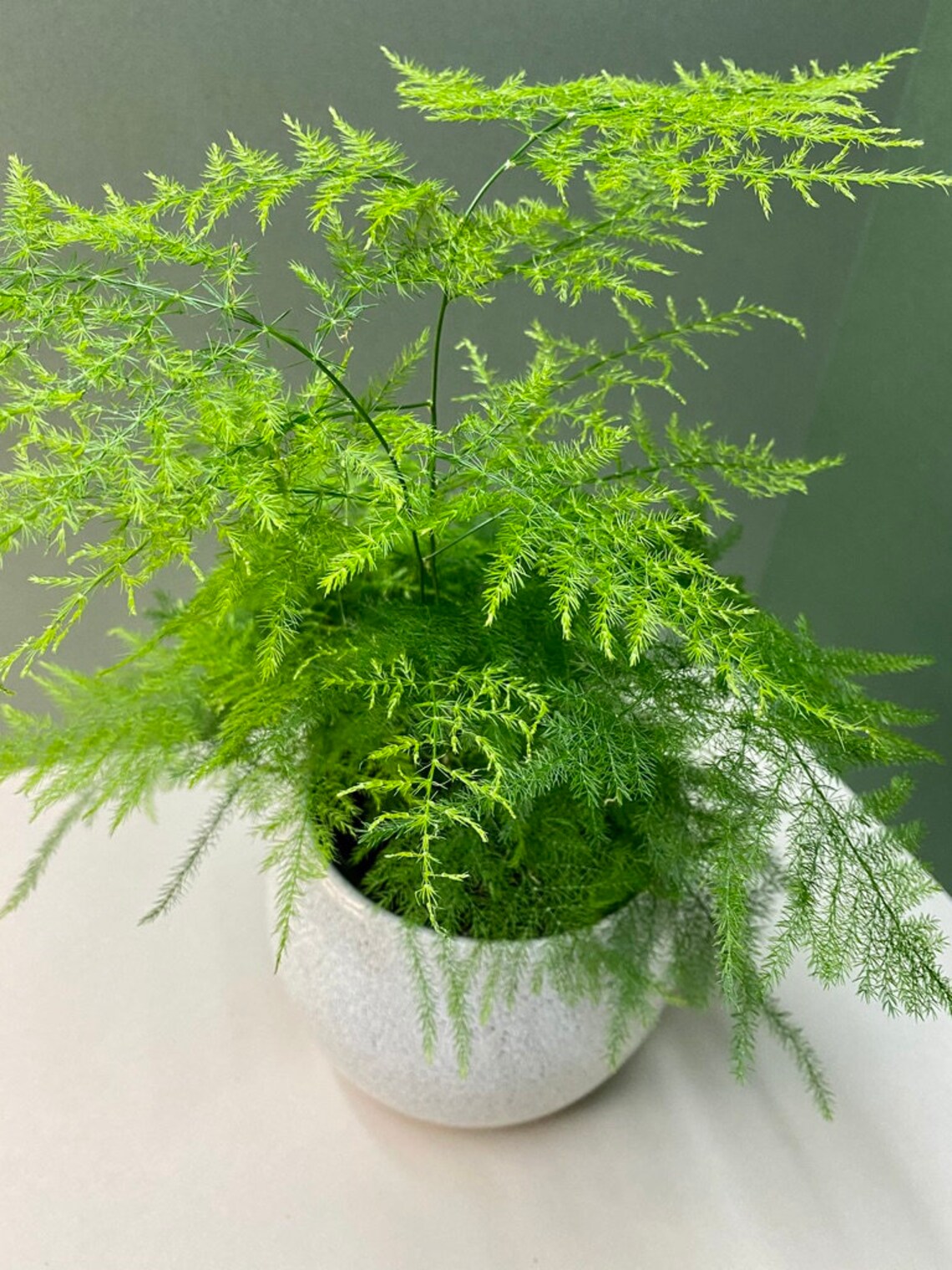Indoor Houseplant Asparagus Fern Asparagus Setaceus 12cm Pot Etsy