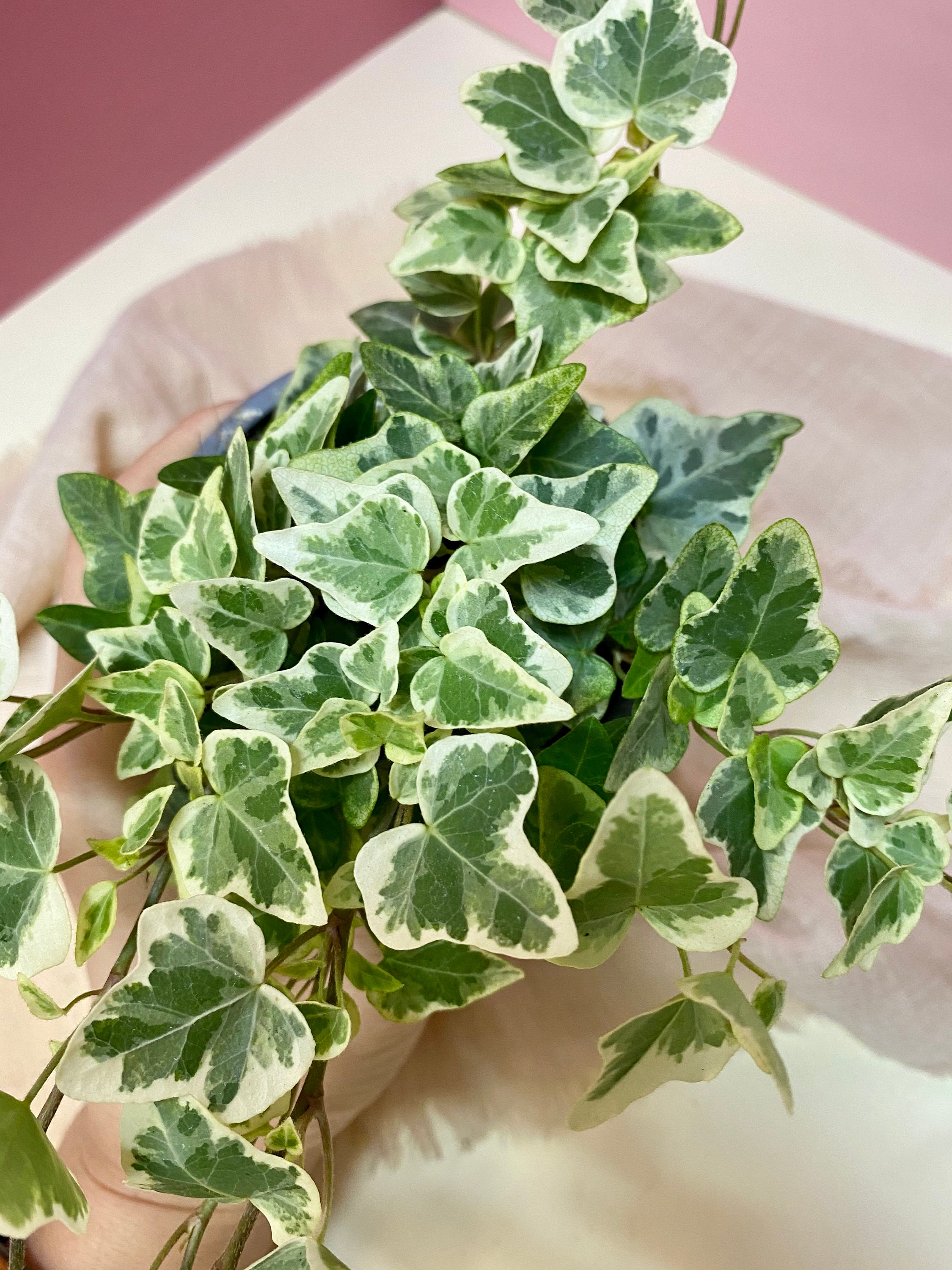 How To Grow Hedera Helix Indoors