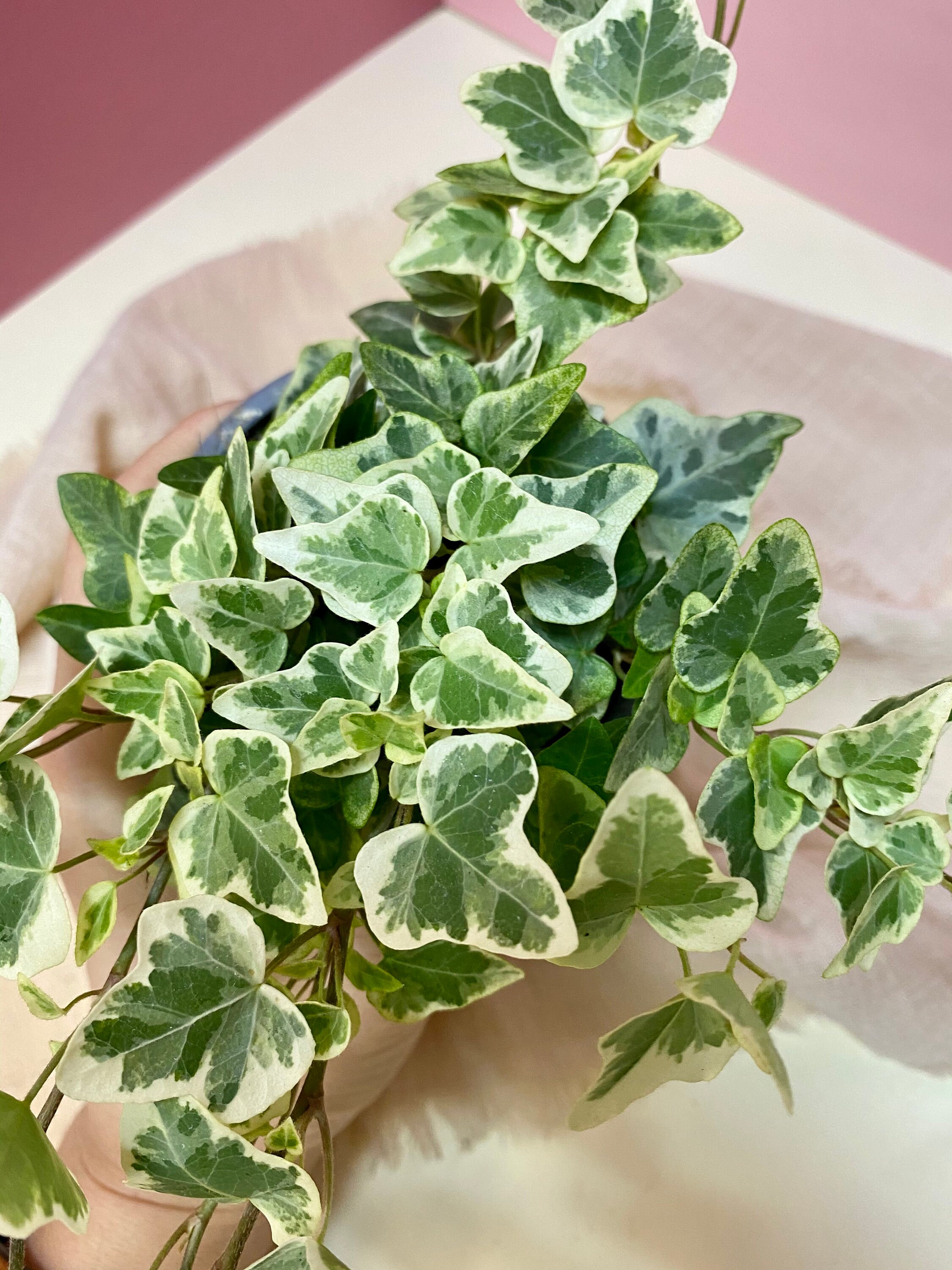 English Ivy Hedera Helix Care Guide Epic Gardening