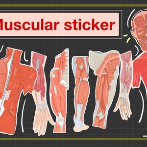 Human Muscular System Anatomy Sticker, Student digital planner, Goodnotes stickers, studying, Mblex