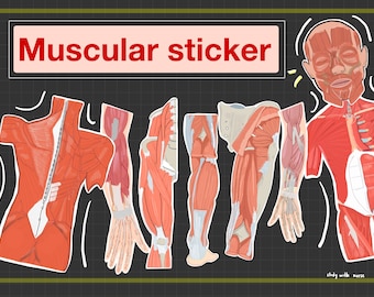 Human Muscular System Anatomy Sticker, Student digital planner, Goodnotes stickers, studying, Mblex