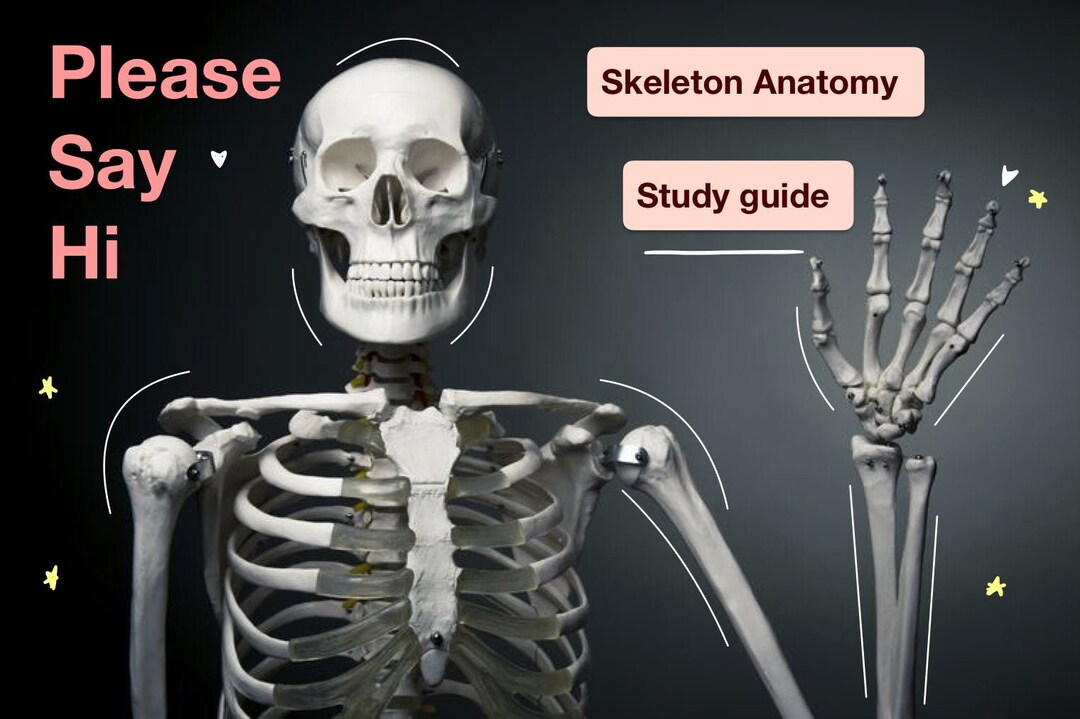 Skeleton Anatomy Study Guide Mblex Etsy