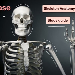 Skeleton Anatomy, study guide mblex