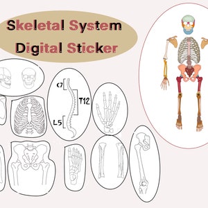 Skeletal System Sticker Human Skeletal System Anatomy Sticker, Student Digital Planner ...
