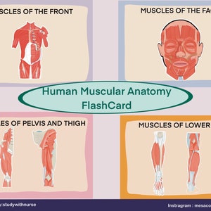 Spieren Anatomie Flashcard/Studiegids/Digitaal bestand/oorsprong, invoeging