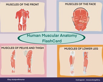 Muscles Anatomy Flashcard/ Study Guide /Digital file/ origin, insertion