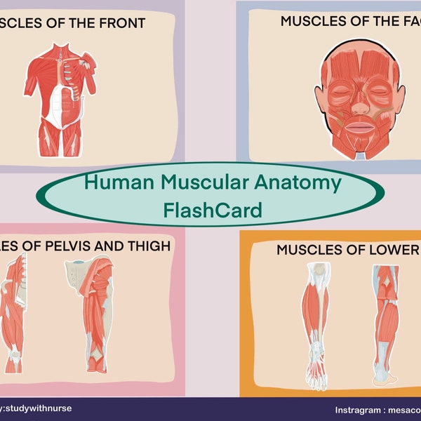 Muscles Anatomy Flashcard/ Study Guide /Digital file/ origin, insertion