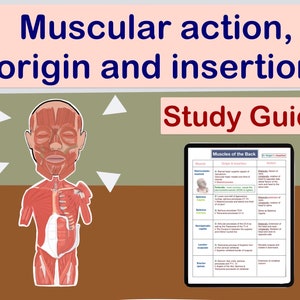 Muscular action, origin and insertion