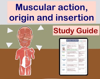Muscular action, origin and insertion