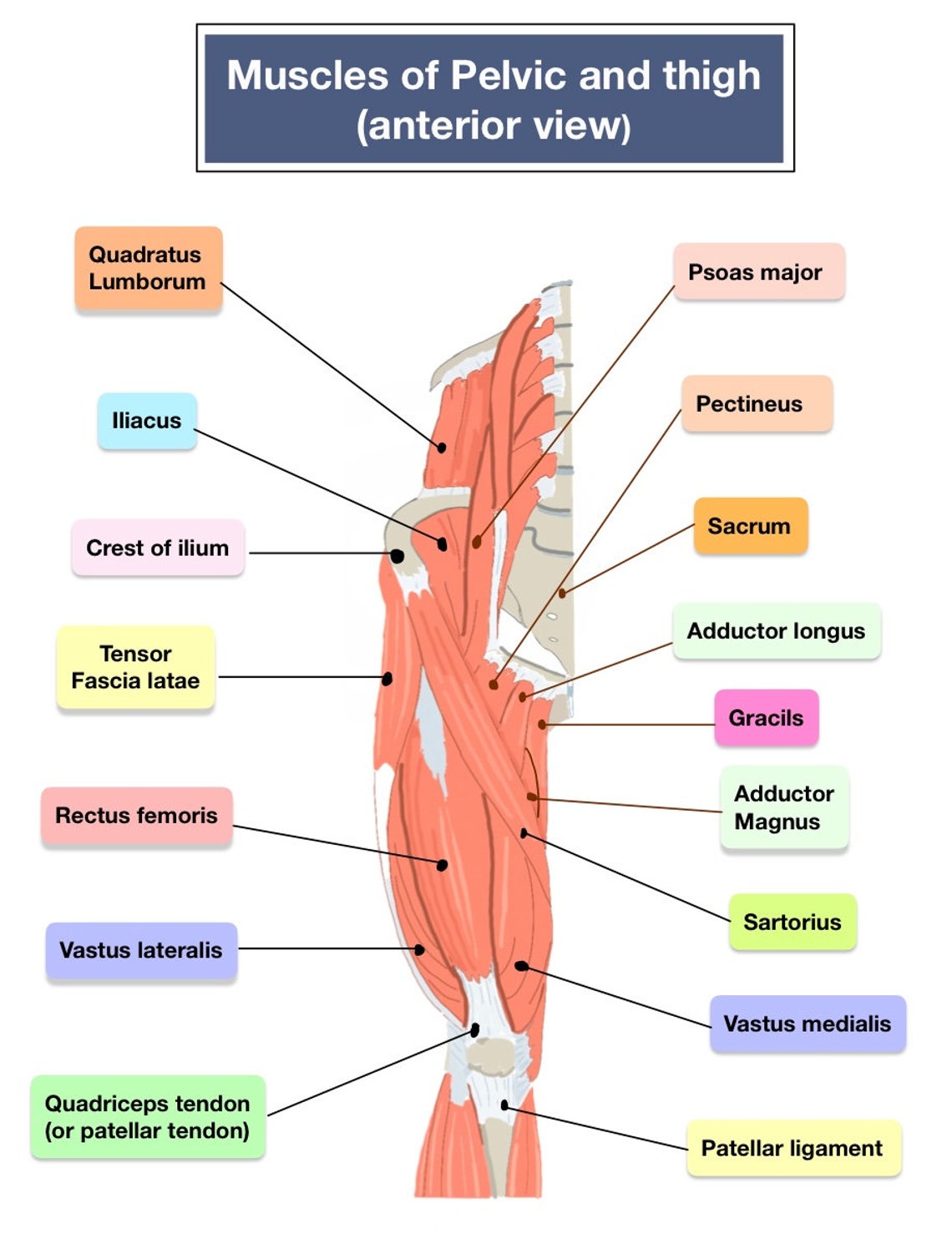 Human Muscles Anatomy Practice Sheet, Printable - Etsy