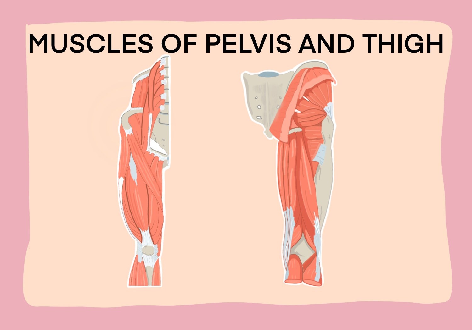 Human Muscles Anatomy Flash Card/ Anatomy Note/ Etsy