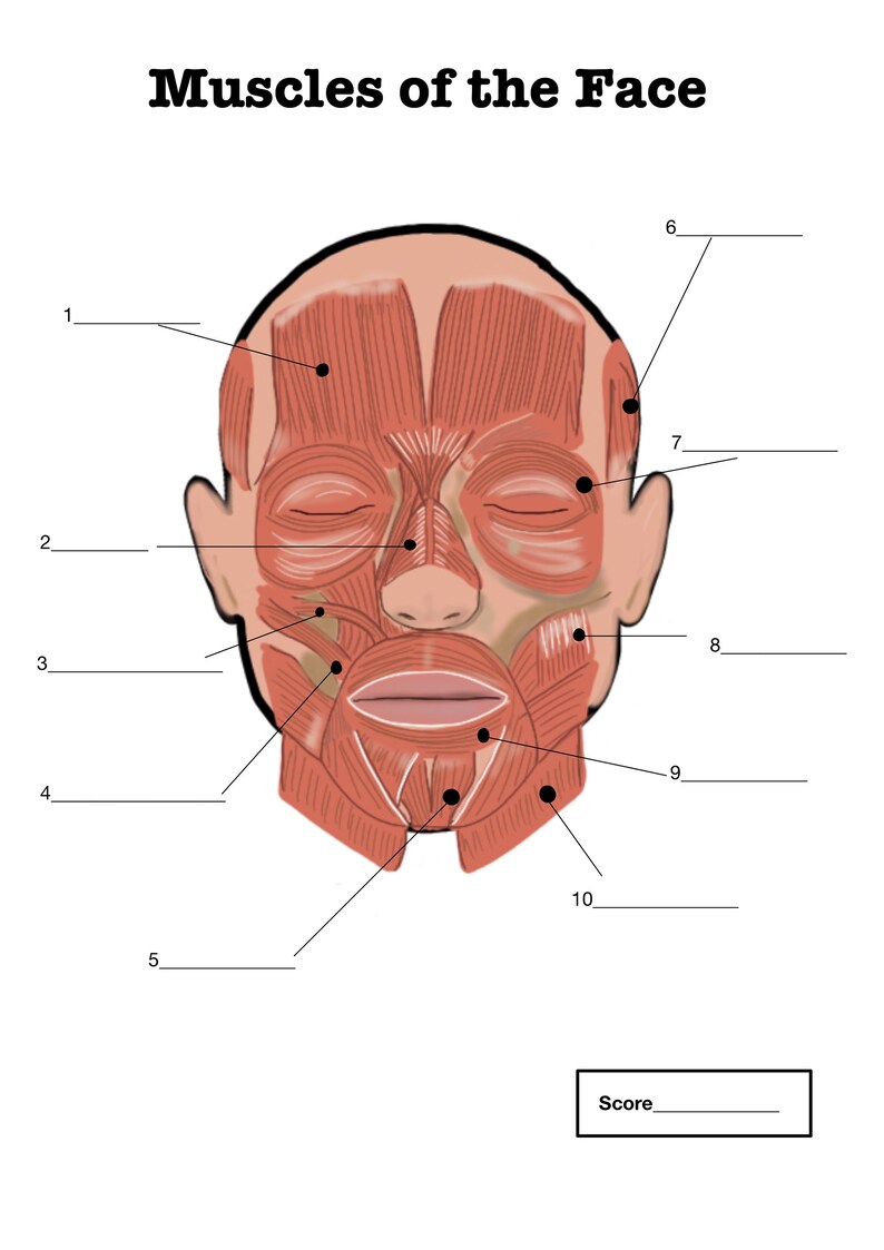 Human Muscles Anatomy Practice Sheet, Printable - Etsy