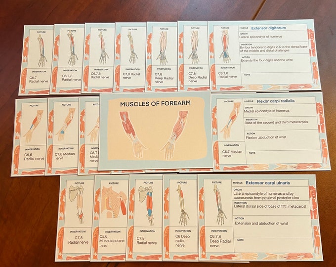 Muscles Anatomy Flashcard/ Study Guide / Origin, Insertion/ Mblex - Etsy