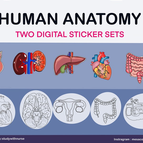Anatomy Bone Stickers Goodnotes Etsy