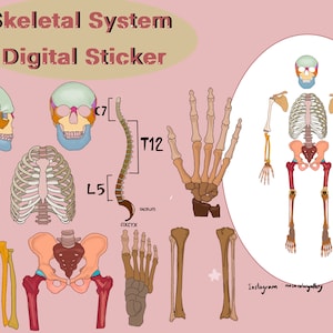 Könnte beinhalten: Ein digitaler Sticker-Set mit einer detaillierten Illustration des menschlichen Skelettsystems. Das Set enthält einzelne Knochen, ein vollständiges Skelett und ein beschriftetes Diagramm der Wirbelsäule. Der Sticker-Set ist perfekt für Anatomiestudenten, Lehrer oder alle, die sich für den menschlichen Körper interessieren.