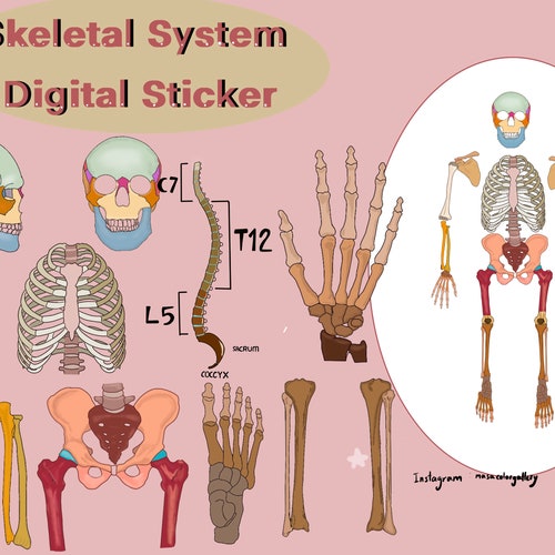 Human Anatomy Digital Stickers Goodnotes Stickers Digital Etsy