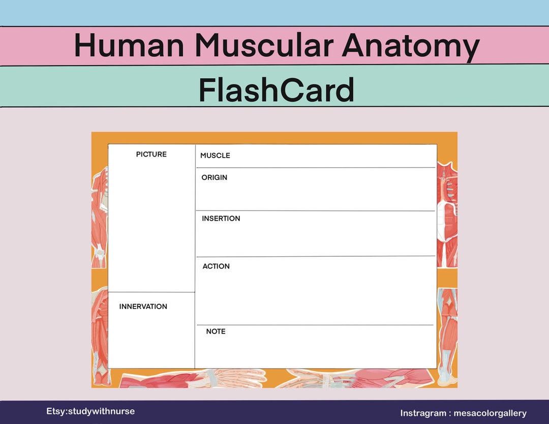 Human Muscles Anatomy Flash Card Anatomy Note Printabledigital Biology Diagrams