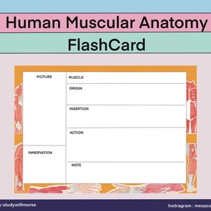 Menschliche Muskeln Anatomie Flash Karte / Anatomie Note / Printable / Digitales Produkt.