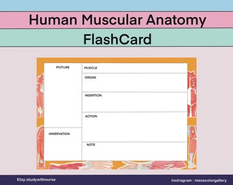 Human Muscles Anatomy Flash Card/ Anatomy note/ Printable/Digital product.