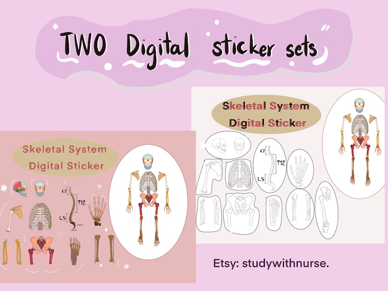 Skeleton Parts Sticker Human Skeletal System Anatomy Sticker, Student Digital Planner ...