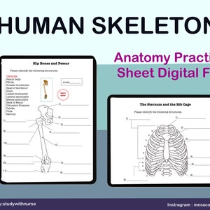 Human Skeleton  Anatomy Practice Sheet, Printable