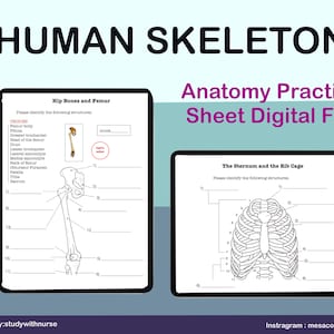 Human Skeleton  Anatomy Practice Sheet, Printable