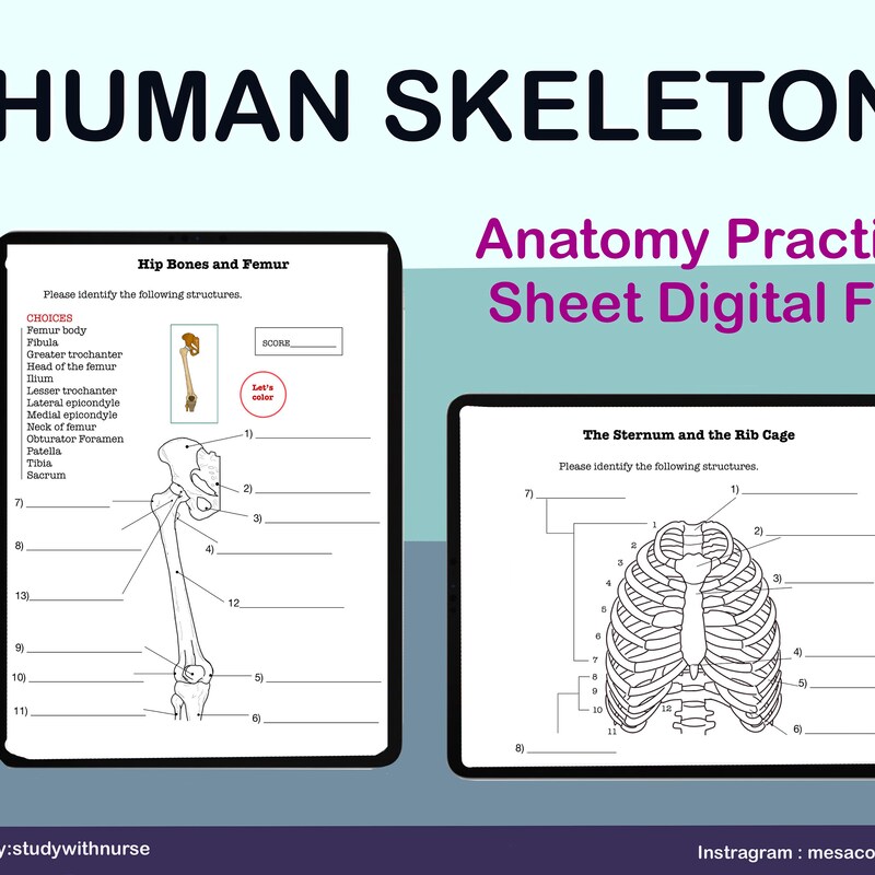 Human Anatomy Printable - Etsy