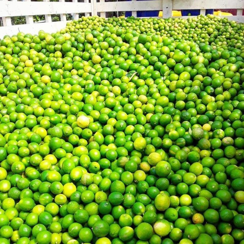 Burlap & Barrel Spice Estate Grown Black Lime Ground Jar Etsy