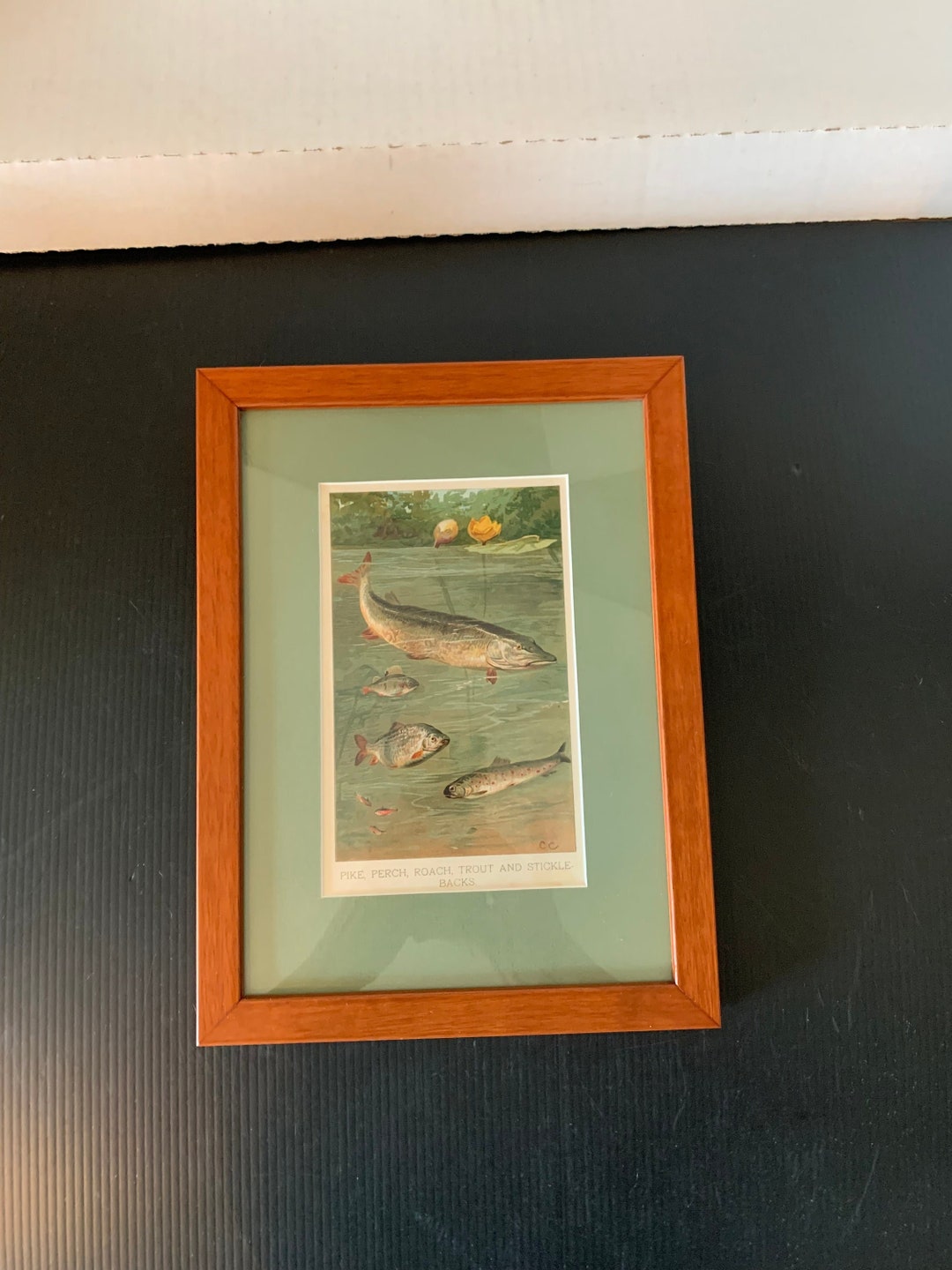 Vintage Matted and Framed Fish Wall Art Perch Trout Etsy