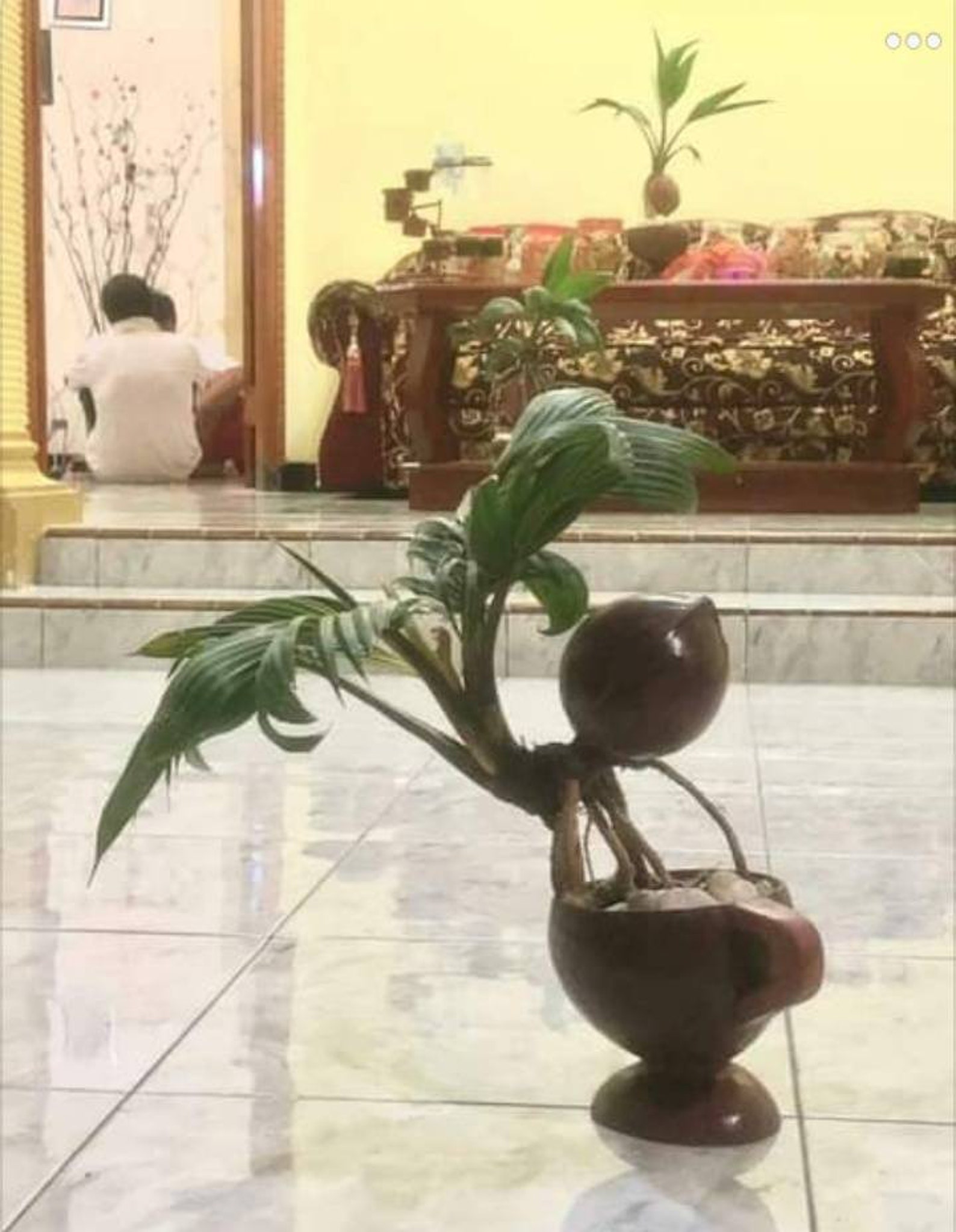 2 Bonsai coconut tree living plant free phytosanitaryDHL Etsy