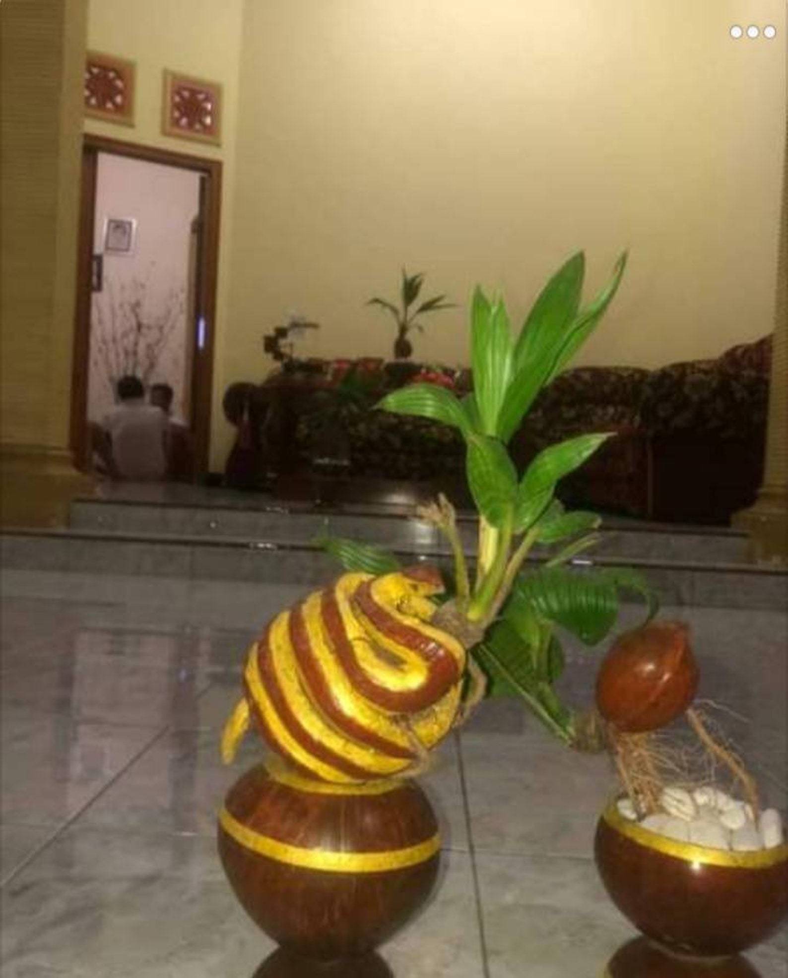 2 Bonsai coconut tree living plant free phytosanitaryDHL Etsy