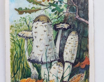 Watercolor painting of mushrooms. Signed A.Prook.