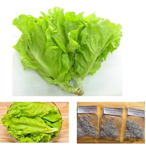 Hạt Giống Rau Xà Lách Việt Nam - Hạt hiếm có - phát triển mạnh nhanh - Asian lettuce seeds 3 bags