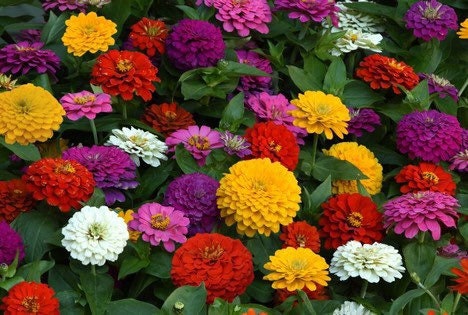 2 Bags of 250 Zinnia Seeds Mix Flower COLORFUL BLOOMS USA - Etsy