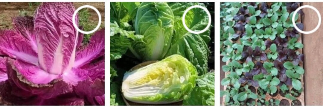 Mix Red Merlot and Green 200 Seeds Mid-season Cabbage Very Large Heads ...