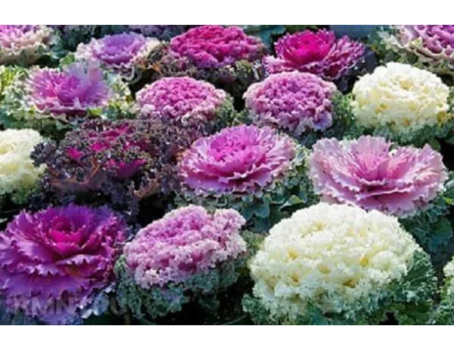 Flowering Cabbage Seeds F1 Osaka Series 25 Seeds Hạt Giống Etsy