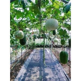 40+ Organic Winter Melon / Wax Gourd Seeds - Huge, Fuzzy Variety For Home Garden (2023)