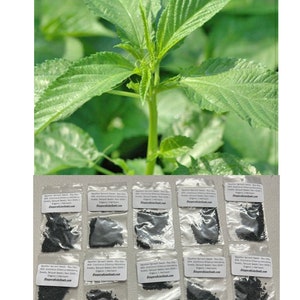 Molokhia Seeds - 10 bags of 1000 seeds/bag - (Egyptian Spinach) Corchorus Olitorius Jew’s Jute Mallow Nalta Hạt giống Rau Đay