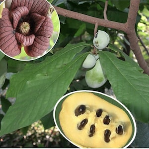 Paw Paw Tree Seeds for Planting 20+ Seeds Edible Fruit Tree, Made in ...