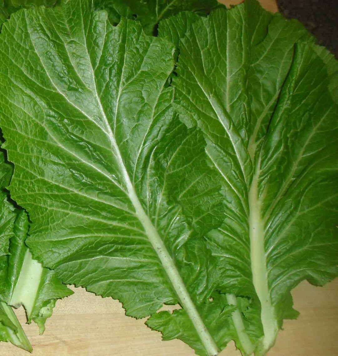 3590 Seeds Florida Broadleaf Mustard Seeds for Planting Etsy