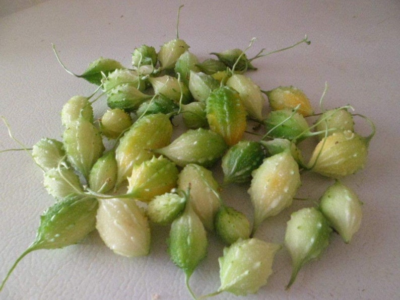 Jamaican Cerasee/small Bitter Melon/gourd/karela Plus Seeds Etsy